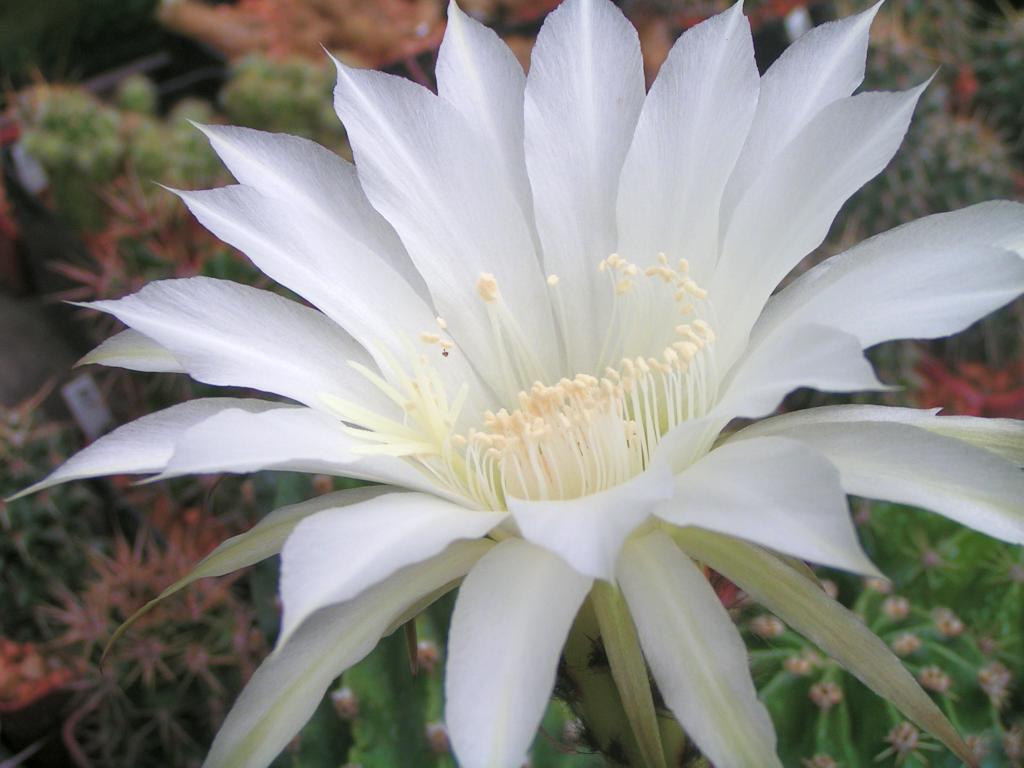 Echinopsis hybrid